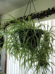 spider plant-air-purifying plants, Milford, Dedham MA